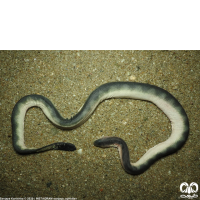 گونه مار دریایی افعی شکل Viperine Sea Snake